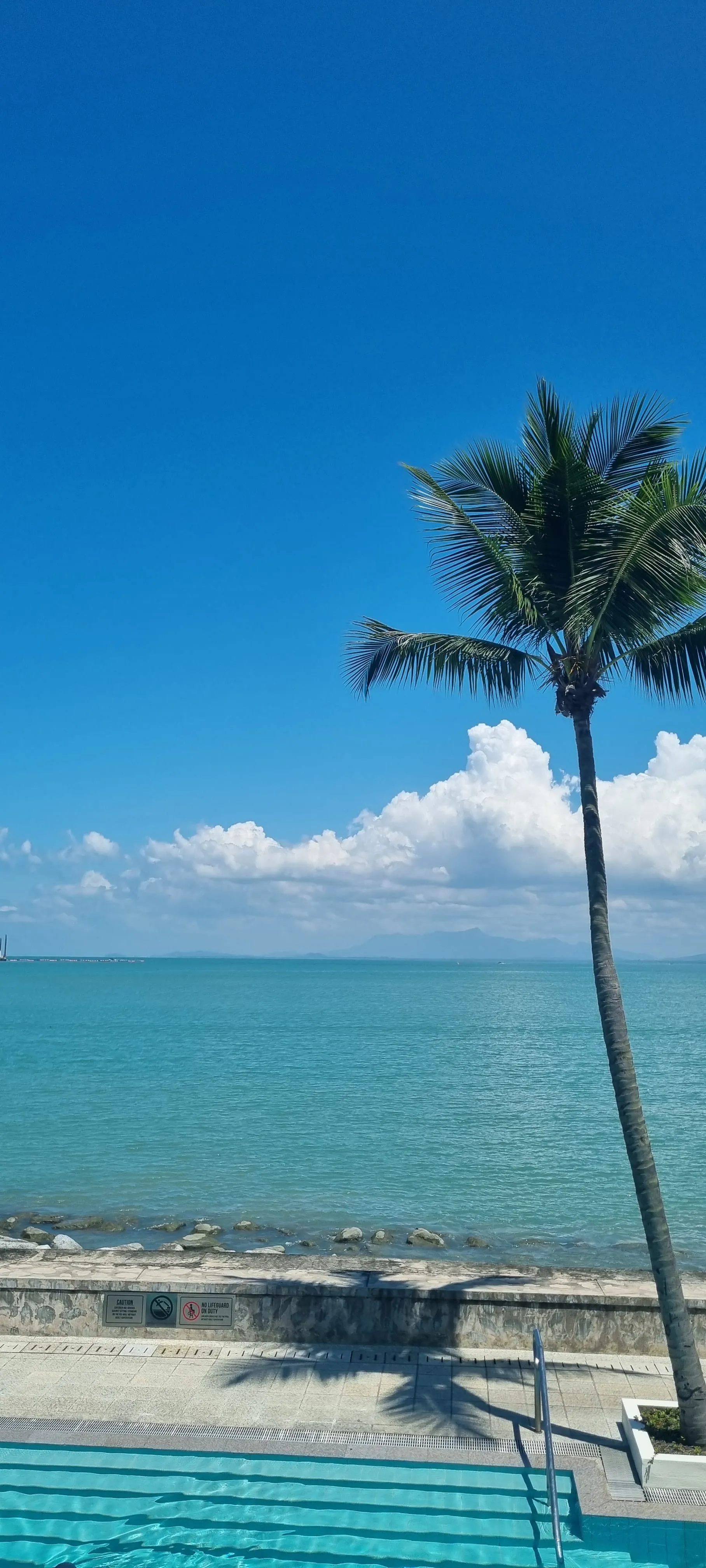 A lone palm leaning over a calm turquoise sea