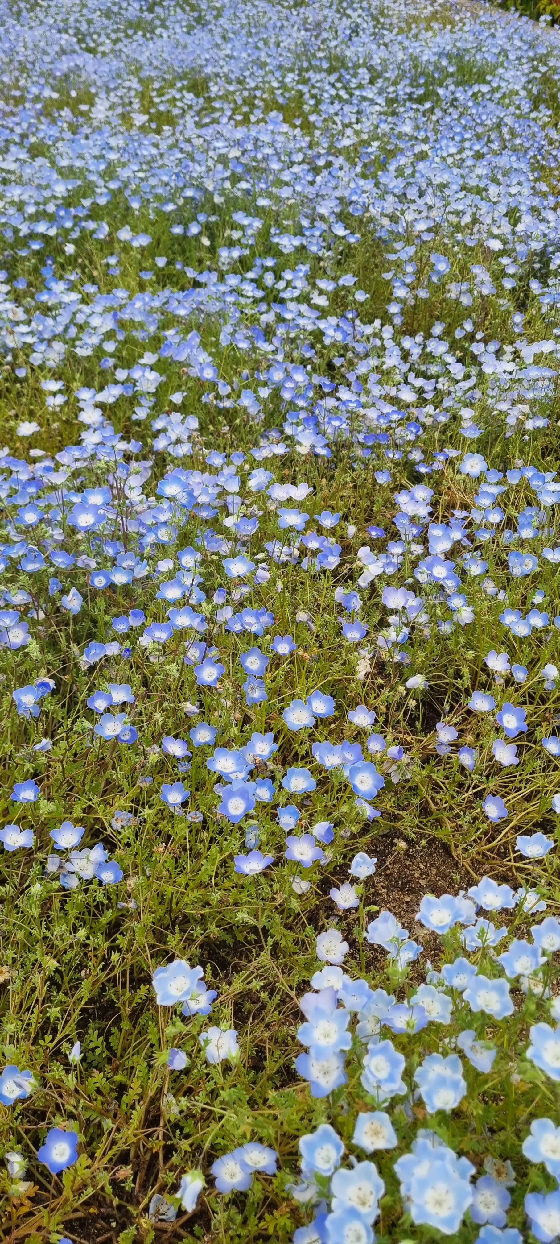 A field of pale blue nemophila flowers