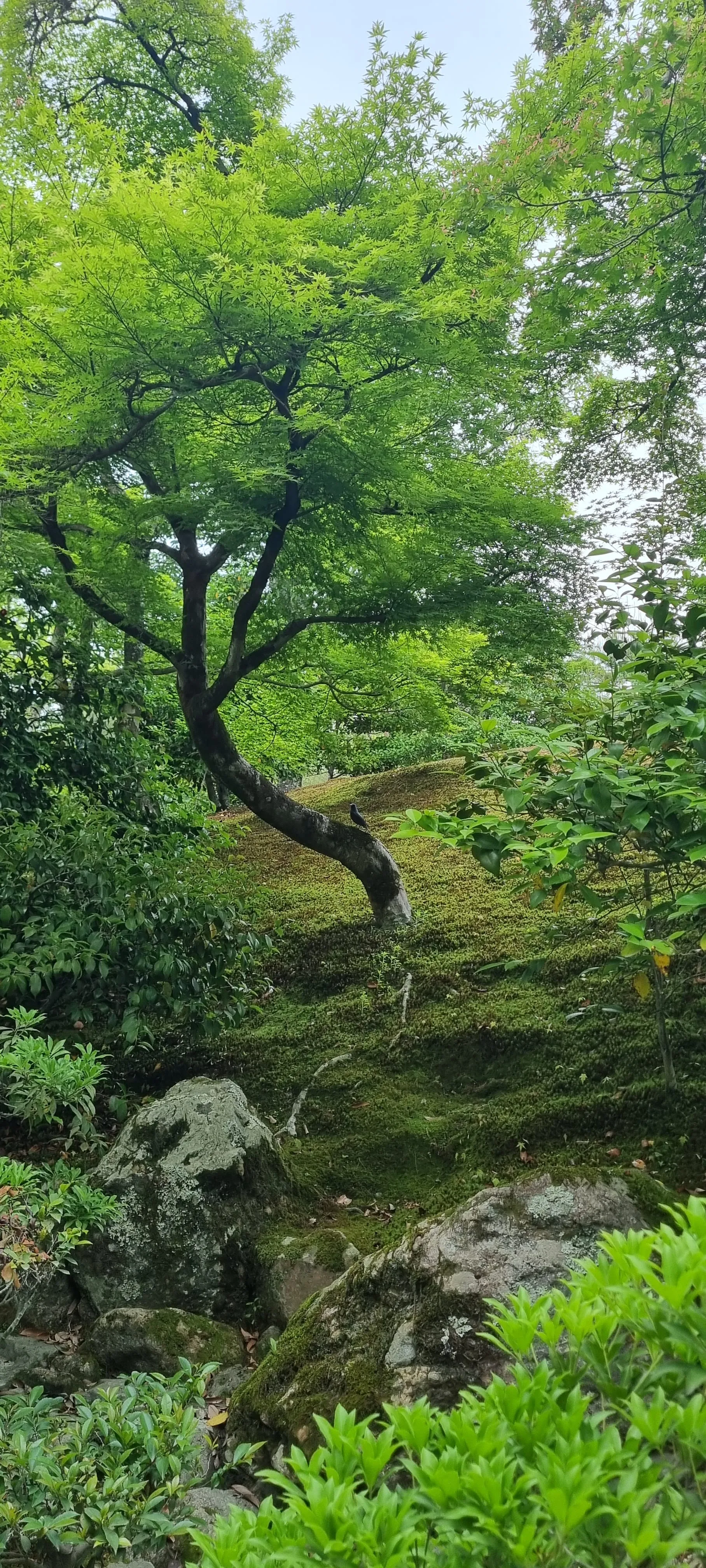 Fresh green maple leaves in a Kyoto garden