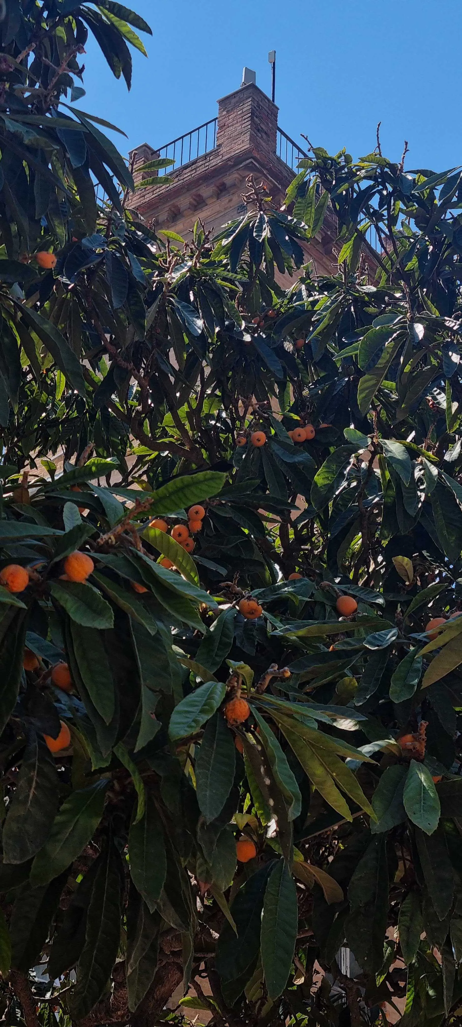 A loquat tree